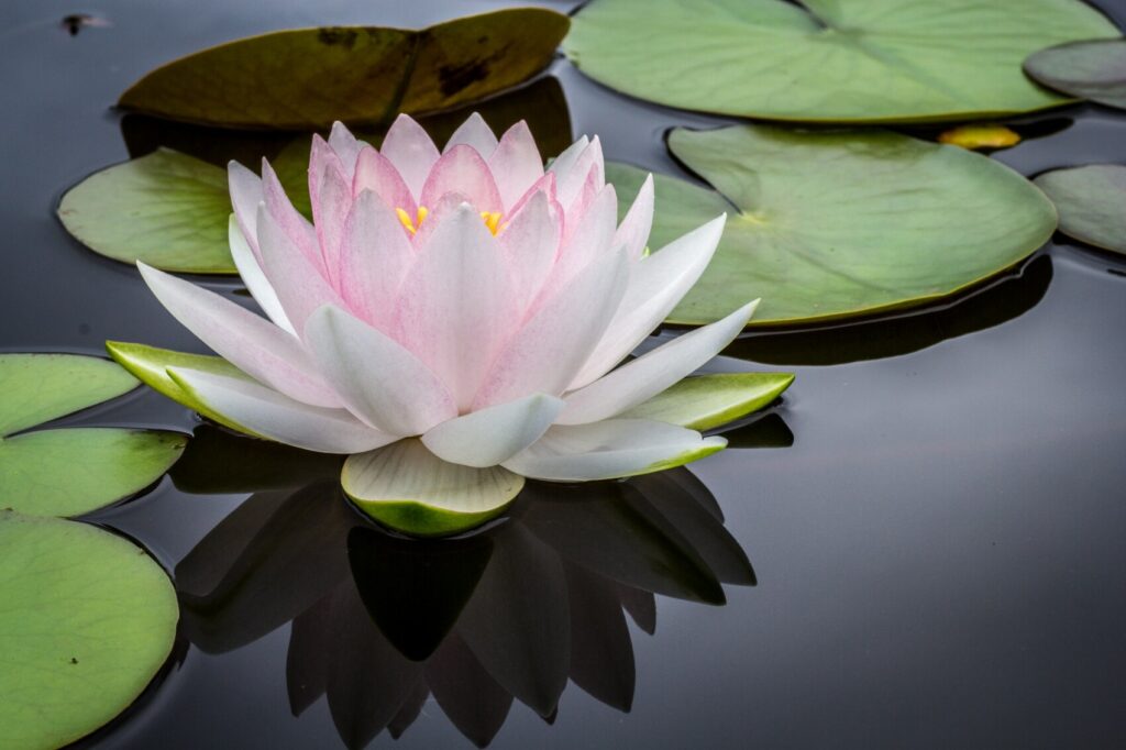 lotus wellness blog 1