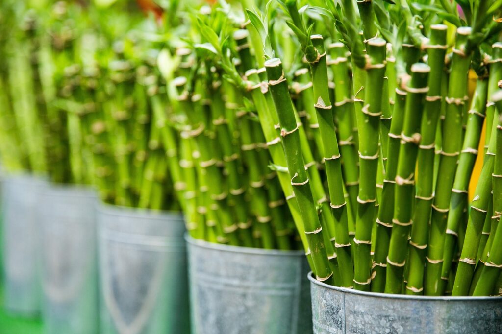 bamboo plant how to care 