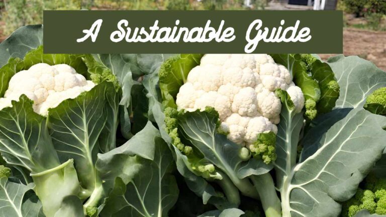 Harvesting homegrown broccoli and cauliflower