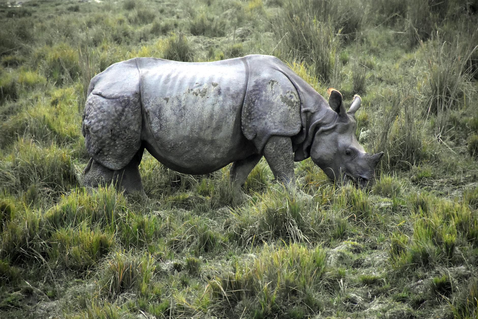 Northeast India travel — Kaziranga National Park one-horned rhino Assam wildlife safari