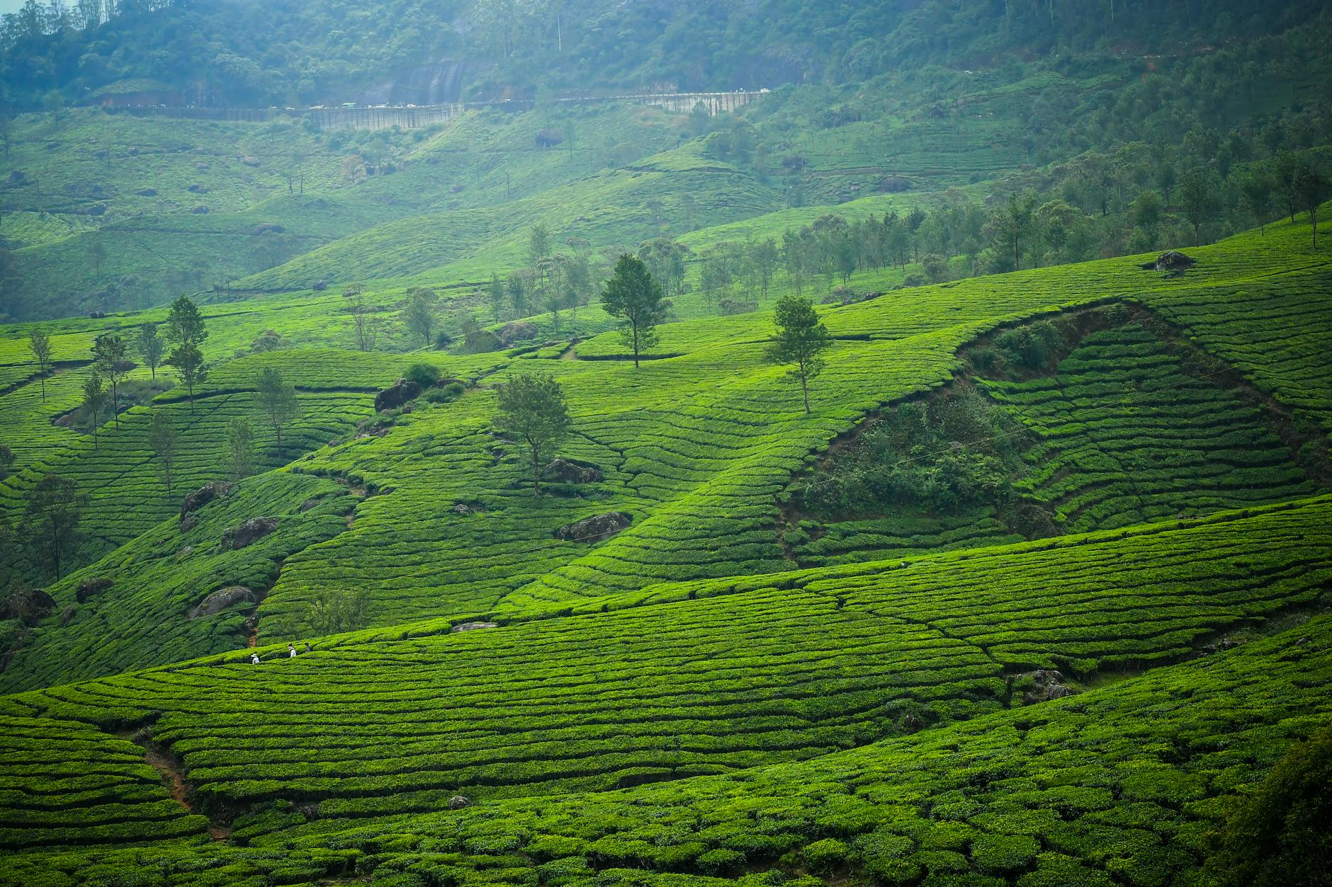 Munnar tea estates green hills mist morning silence cool air