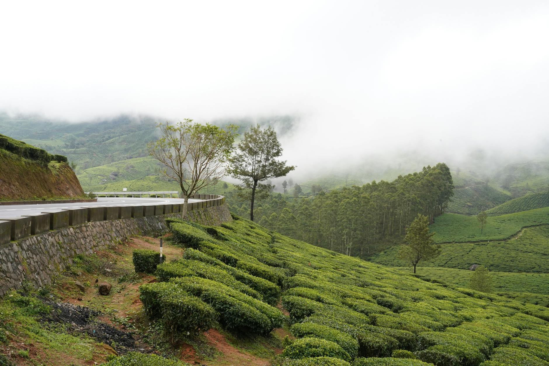 Kerala monsoon travel — Munnar tea estates green hills mist monsoon
