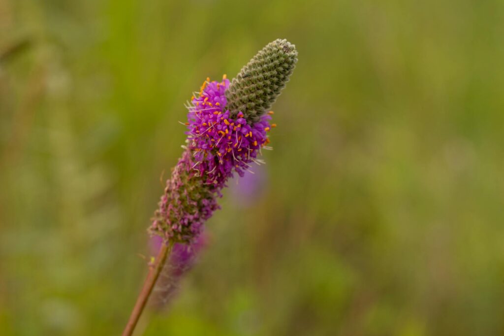 Kaas Pathar valley of flowers Maharashtra UNESCO heritage
