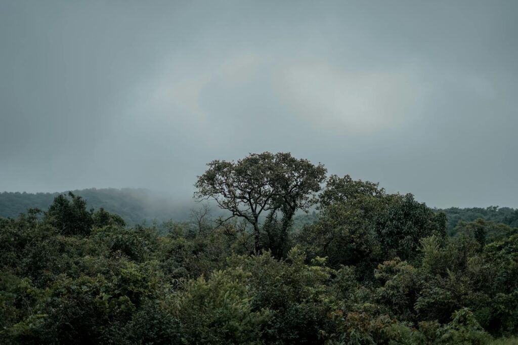 Best time to visit Kaas Pathar — September peak bloom morning mist flowers carpet Maharashtra valley of flowers