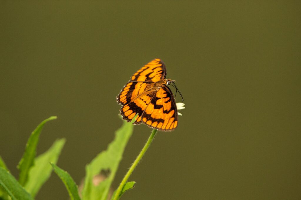 Kaas Pathar visitor experience — walking path flowers butterflies monsoon Maharashtra valley of flowers